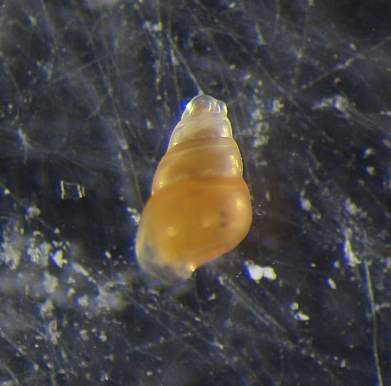 Odostomia da identificare